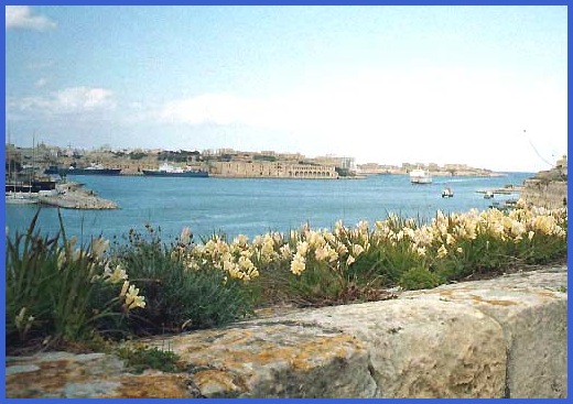 Freesias growing over the ramparts. Ta'xbiex (centre) and Manoel Island (right) can be seen in the distance